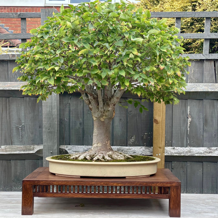 Bonsai Table