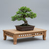 Oak bonsai table with slatted decoration